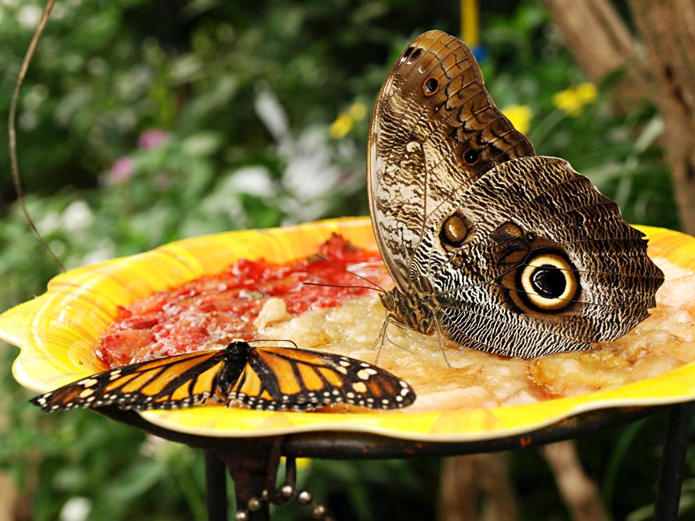 attraction-Banteay Srey Butterfly Centre - feeding on cashew.jpg